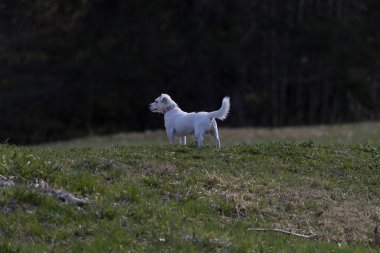 Jack Russell Terrier, yeşil alanda küçük bir köpek.