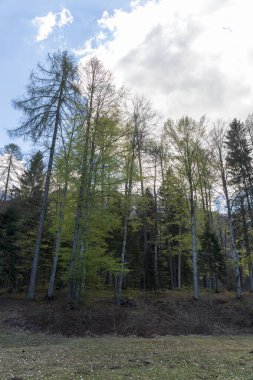 Ormandaki ağaçlar, doğa ve bitki örtüsü 