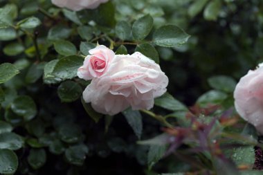 Gül makro fotoğrafçılığının üzerine yağmur damlaları