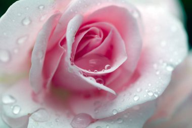 Gül makro fotoğrafçılığının üzerine yağmur damlaları