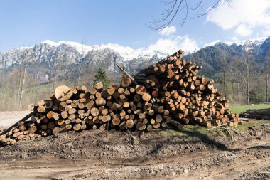 Ormanda odun yığınları