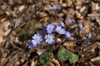 Ormandaki ilk güzel çiçekler