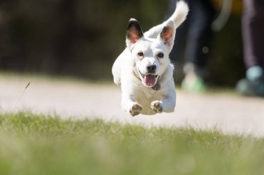 Jack Russell Terrier, küçük teriyer koşucusu, yeşil alanda küçük bir köpek.