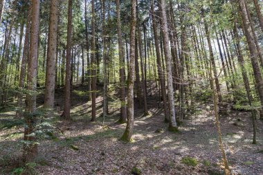 Dolomite dağlarındaki ormandaki ağaçlar