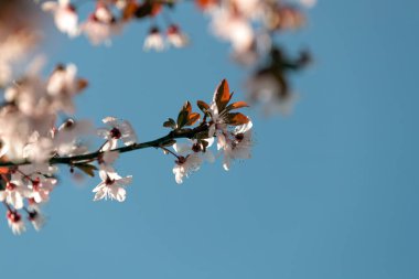 Erik çiçekleri, baharda pembe çiçekler, hediye kartı konsepti.