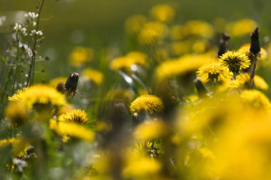 İlkbaharda yaygın karahindiba tarlası, rahatlama konsepti