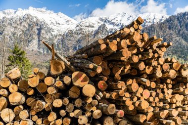 Ormanda odun yığınları