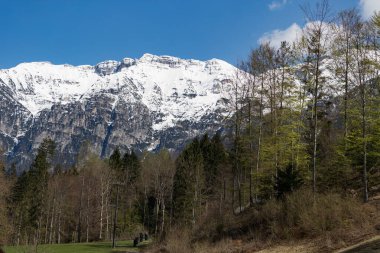 Ormandaki ağaçlar ve karla kaplı dağlar, doğa ve bitki örtüsü 