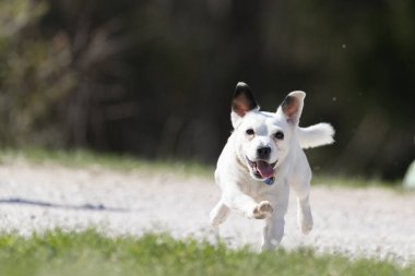 Jack Russell Terrier, küçük teriyer koşucusu, yeşil alanda küçük bir köpek.