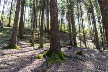 Dolomite dağlarındaki ormandaki ağaçlar