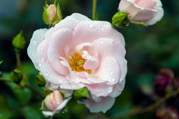 Gotas Chuva Sobre Fotografia Macro Rosa — Fotografia de Stock