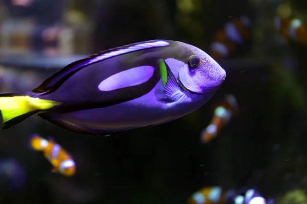 Regal Tang Paracanthurus肝炎 青い黄色の魚 — ストック写真