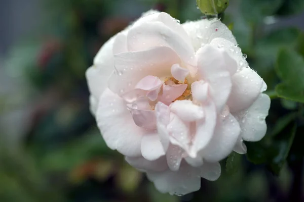 Gocce Pioggia Sulla Macrofotografia Rosa — Foto Stock