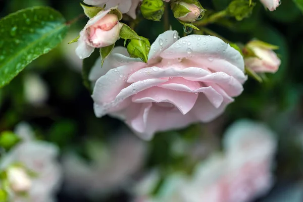 Gocce Pioggia Sulla Macrofotografia Rosa — Foto Stock