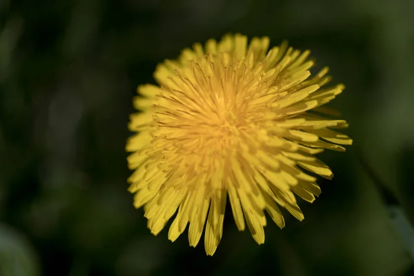 Taraxacum Officinale Obyčejná Pampeliška Bylinná Trvalka — Stock fotografie