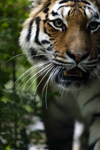 Сибирский Тигр Panthera Tigris Tigris Крупным Планом — стоковое фото