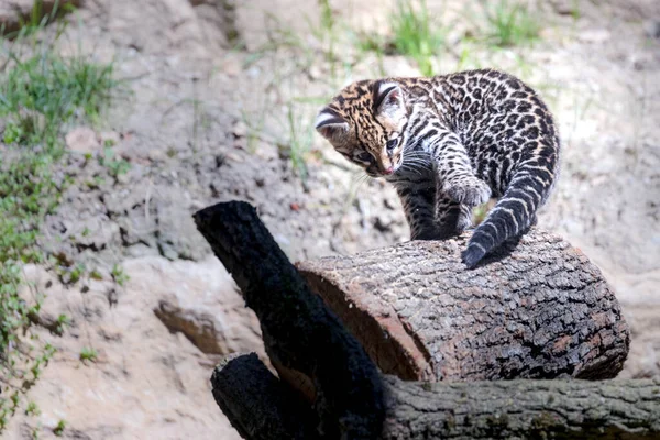 Roztomilé Malé Leopardí Mládě Zoo — Stock fotografie