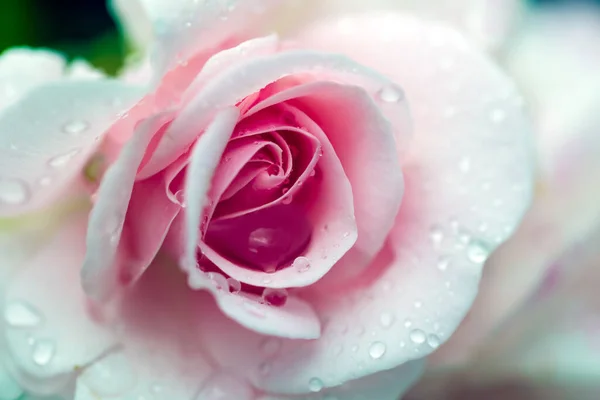 Краплі Над Макрофотографією Троянд — стокове фото