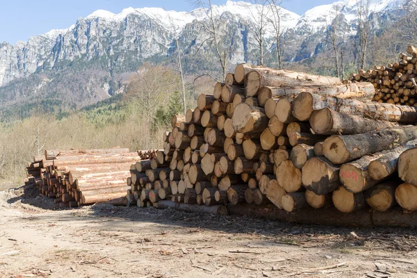 Ormanda odun yığınları