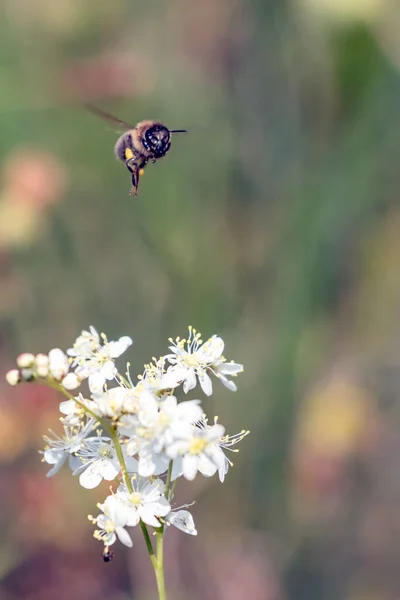 Egy Méhecske Egy Virágon — Stock Fotó