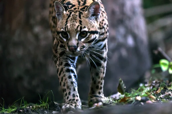 Detailní Záběr Leoparda — Stock fotografie