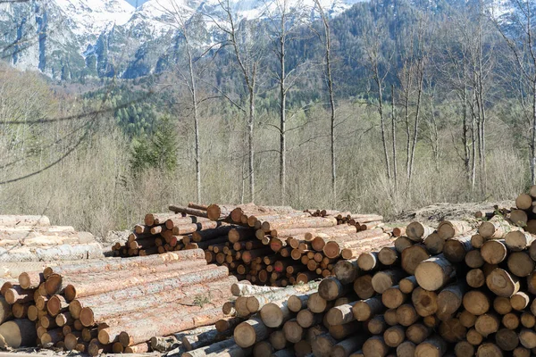 stacks of wood logs in the forest