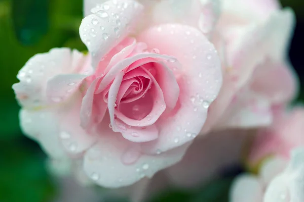 Gotas Chuva Sobre Fotografia Macro Rosa — Fotografia de Stock