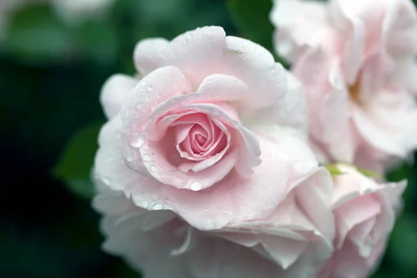 Gül makro fotoğrafçılığının üzerine yağmur damlaları