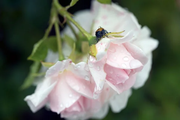 Gotas Lluvia Sobre Fotografía Macro Rosa —  Fotos de Stock