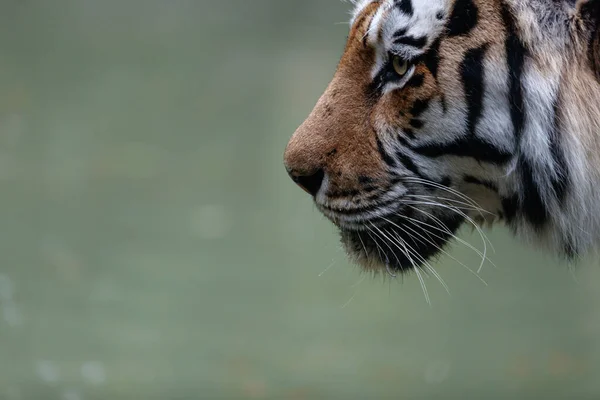 Сибирский Тигр Panthera Tigris Tigris Крупным Планом — стоковое фото