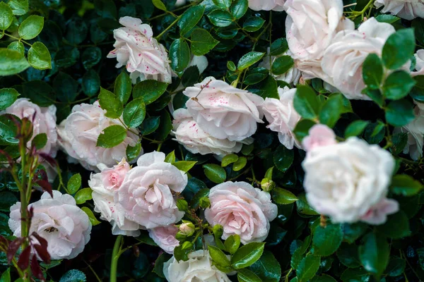 玫瑰上的雨滴宏观摄影 — 图库照片