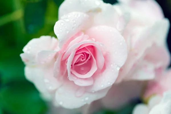 Gotas Chuva Sobre Fotografia Macro Rosa — Fotografia de Stock