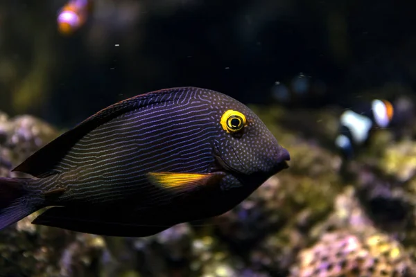 Ctenochaetus Strigosus Blåfisk — Stockfoto