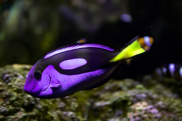 Espiga Real Paracanthurus Hepathus Pez Azul Amarillo —  Fotos de Stock