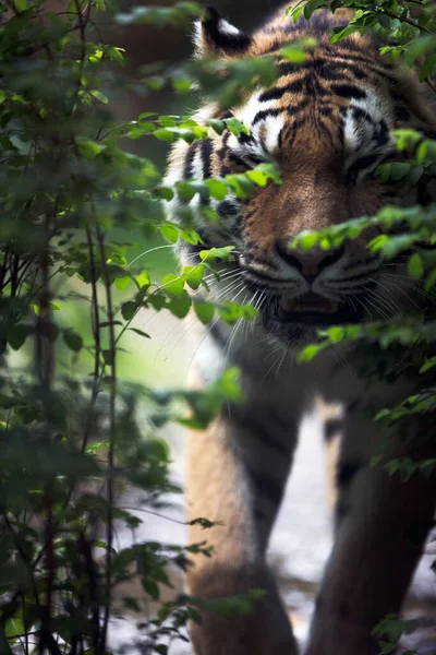 Сибирский Тигр Panthera Tigris Tigris Крупным Планом — стоковое фото