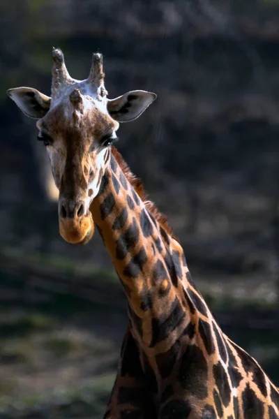 Girafa Animal Fauna Tropical — Fotografia de Stock