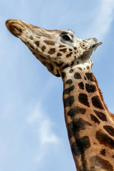 Zürafa Hayvanı Tropikal Fauna — Stok fotoğraf