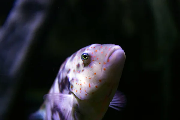 Colorful Aquarium Fish Close — Stock Photo, Image