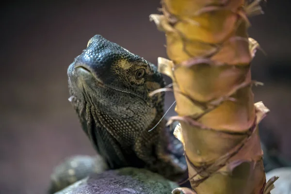 Jaszczurka Zwierzę Kamień Monitor Palm Pnia Drzewa — Zdjęcie stockowe