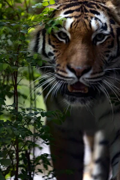 Tigre Siberiano Panthera Tigris Tigris Close — Fotografia de Stock