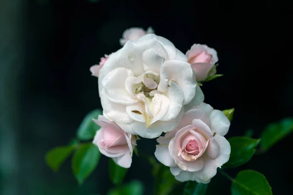 Gouttes Pluie Sur Rose Macro Photographie — Photo