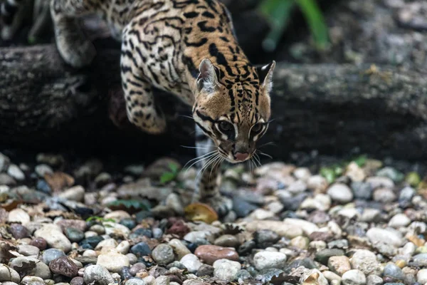 Blízký Pohled Ocelota Malou Divokou Kočku Leopardus Pardalis Kráčí Štěrku — Stock fotografie