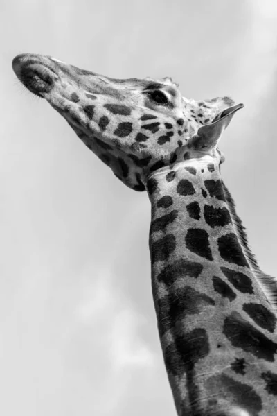 Foto Bianco Nero Animale Della Giraffa Fauna Tropicale — Foto Stock