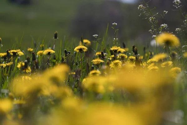 common dandelion field in the spring, relaxation concept