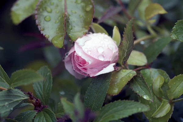 Krople Deszczu Nad Fotografią Makro Róży — Zdjęcie stockowe