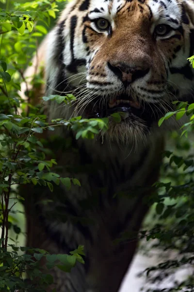 Siberische Tijger Panthera Tigris Tigris Close — Stockfoto