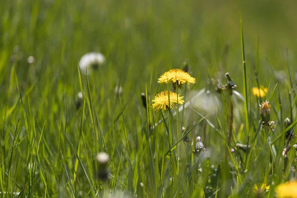 common dandelion field in the spring, relaxation concept