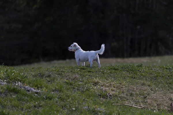 Jack Russell Terrier Mały Piesek Zielonym Polu — Zdjęcie stockowe