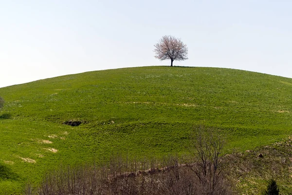 Samotne Drzewo Tle Nieba — Zdjęcie stockowe
