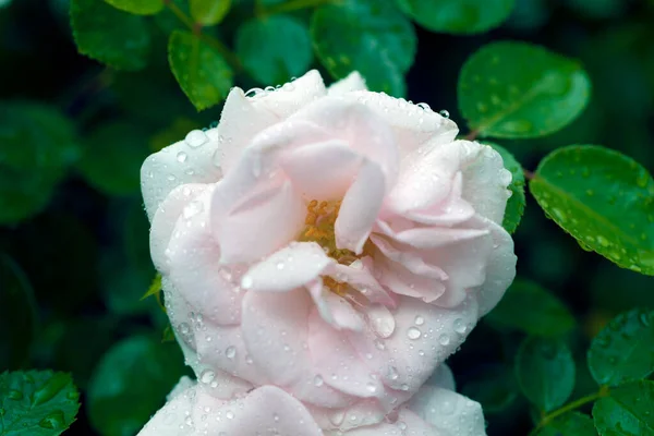 Краплі Над Макрофотографією Троянд — стокове фото